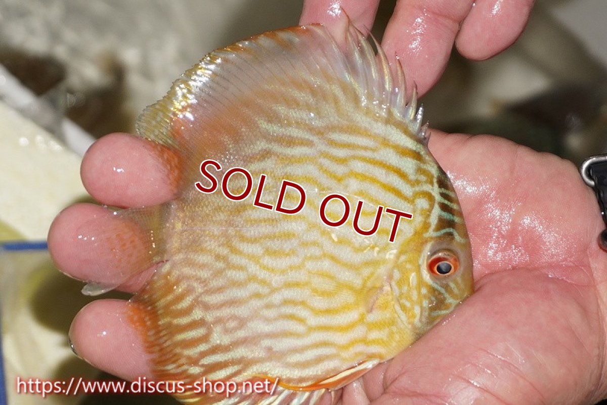 画像3: 【ワイルドディスカス】【通販】【５年ぶりの入荷】ラーゴタンバッキースーパーロイヤル　ヤングスター【個体販売】11cm（生体）ラーゴタンバッキー産 (3)