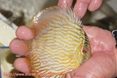 画像3: 【ワイルドディスカス】【通販】【５年ぶりの入荷】ラーゴタンバッキースーパーロイヤル　ヤングスター【個体販売】11cm（生体）ラーゴタンバッキー産 (3)