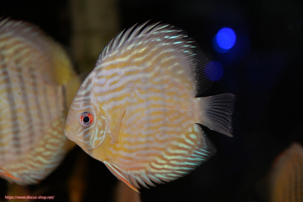 画像2: 【30周年記念セール対象個体】【ワイルドディスカス】【通販】【５年ぶりの入荷】ラーゴタンバッキースーパーロイヤル　ヤングスター【個体販売】11cm（生体）ラーゴタンバッキー産 (2)