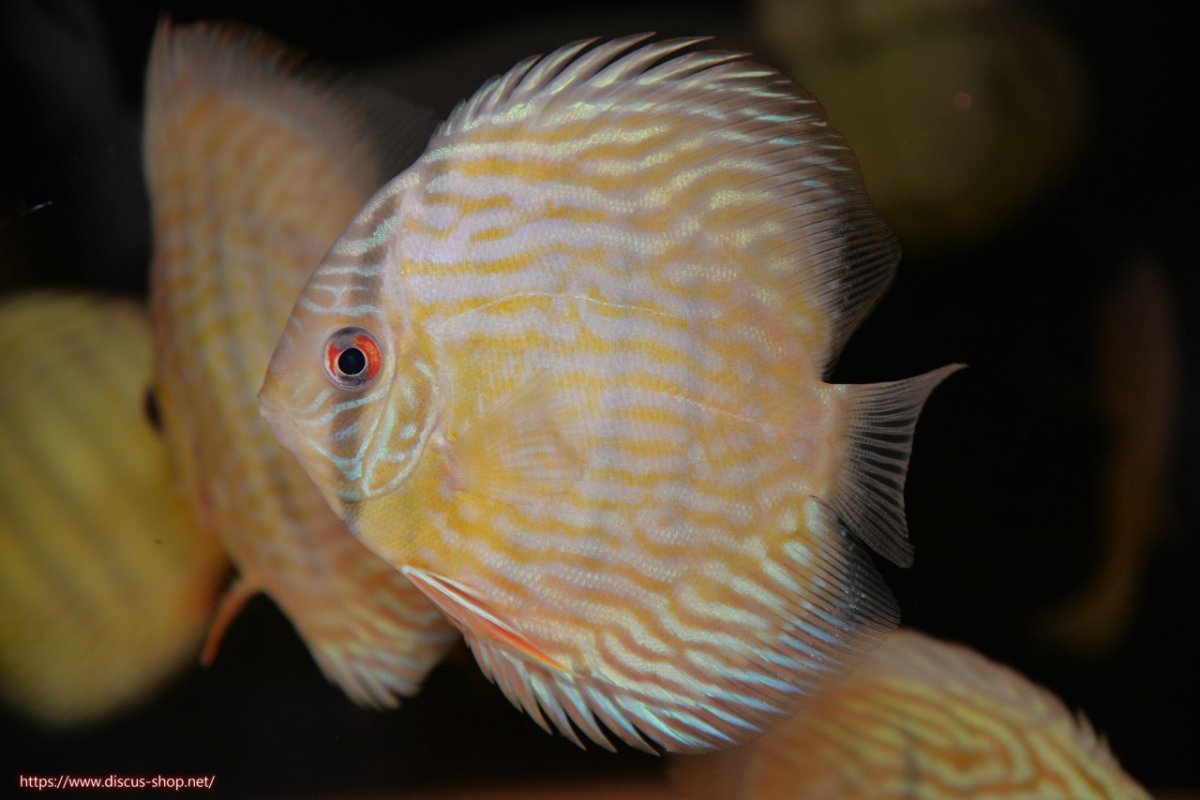 画像3: 【30周年記念セール対象個体】【ワイルドディスカス】【通販】【５年ぶりの入荷】ラーゴタンバッキースーパーロイヤル　ヤングスター【個体販売】11cm（生体）ラーゴタンバッキー産 (3)