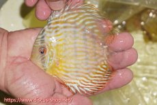 画像4: 【30周年記念セール対象個体】【ワイルドディスカス】【通販】【５年ぶりの入荷】ラーゴタンバッキースーパーロイヤル　ヤングスター【個体販売】11cm（生体）ラーゴタンバッキー産 (4)