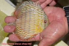 画像5: 【30周年記念セール対象個体】【ワイルドディスカス】【通販】【５年ぶりの入荷】ラーゴタンバッキースーパーロイヤル　ヤングスター【個体販売】11cm（生体）ラーゴタンバッキー産 (5)