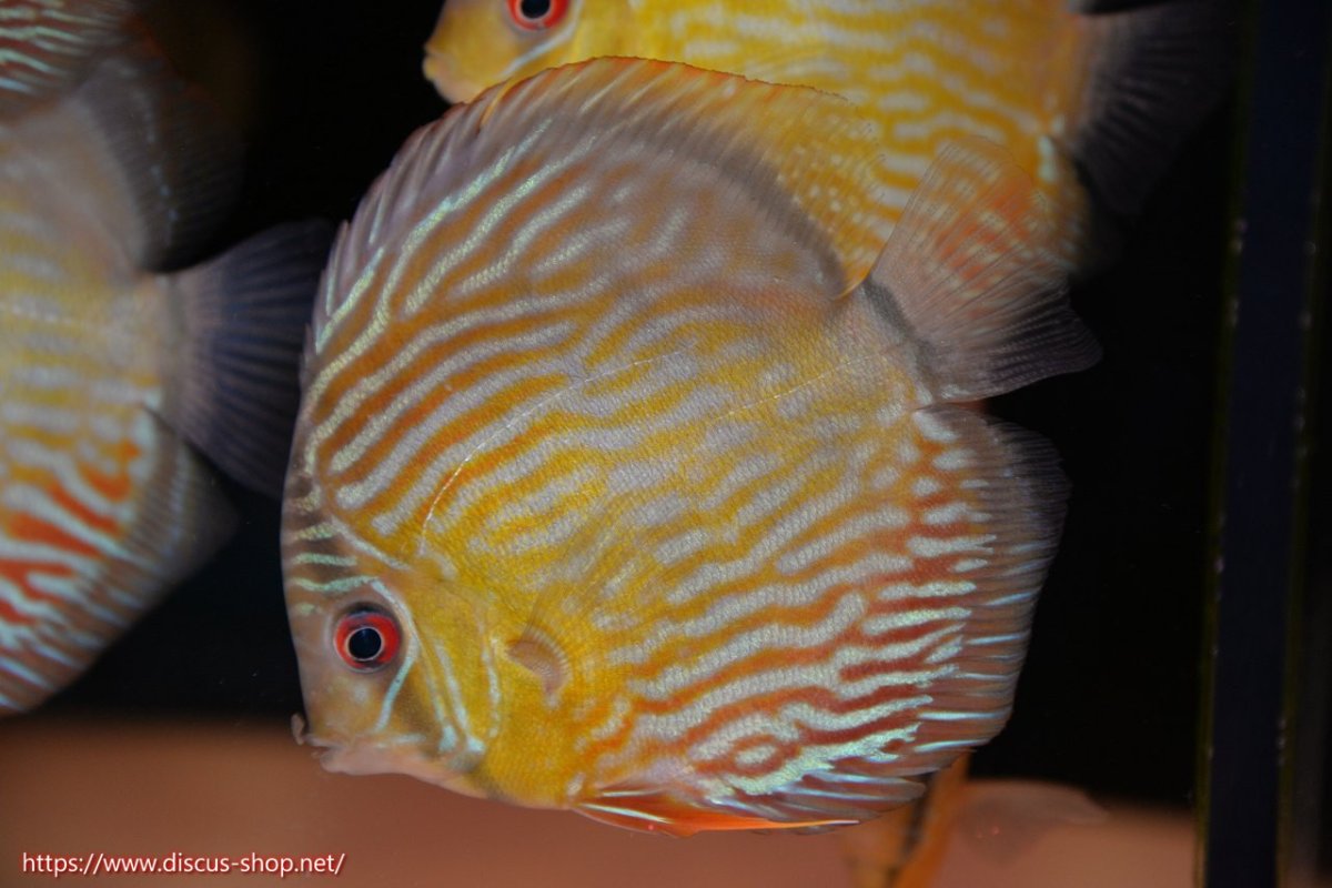 画像1: 【30周年記念セール対象個体】【ワイルドディスカス】【通販】【５年ぶりの入荷】ラーゴタンバッキースーパーロイヤル　ヤングスター【個体販売】11cm（生体）ラーゴタンバッキー産 (1)