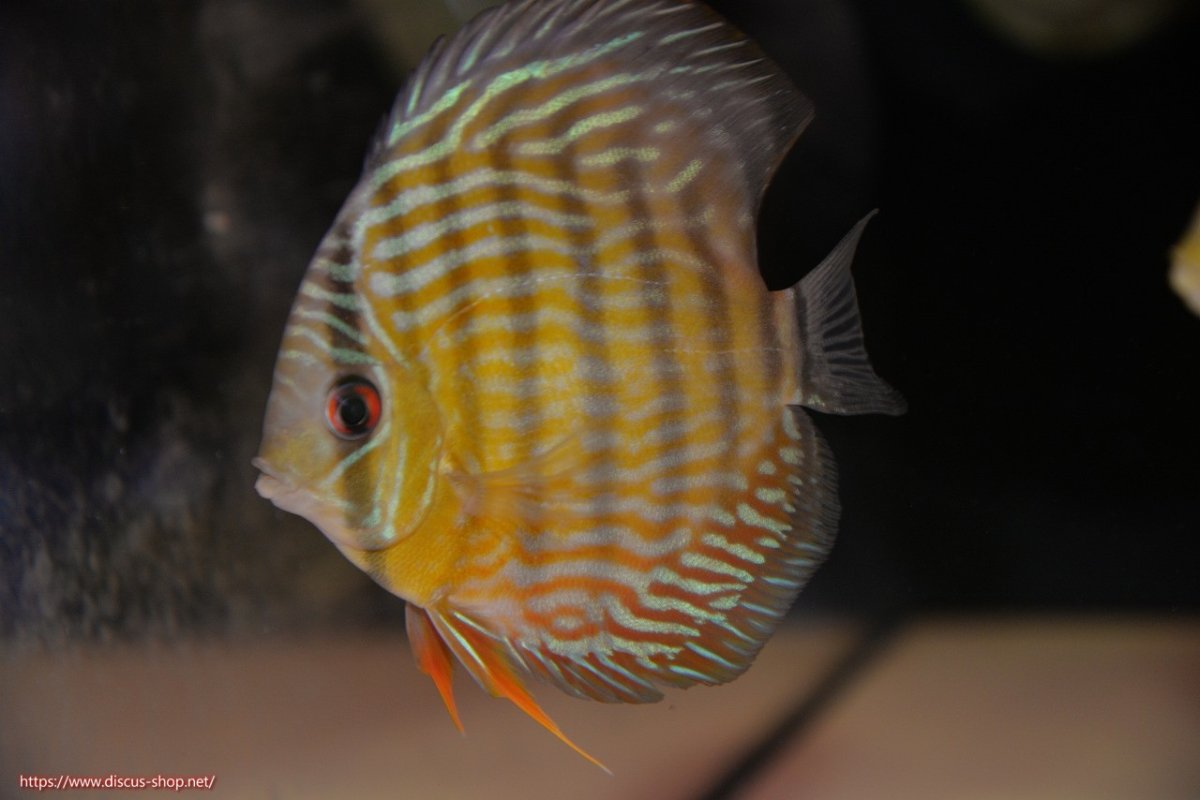 画像2: 【30周年記念セール対象個体】【ワイルドディスカス】【通販】【５年ぶりの入荷】ラーゴタンバッキースーパーロイヤル　ヤングスター【個体販売】11cm（生体）ラーゴタンバッキー産 (2)