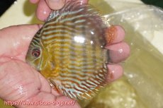 画像3: 【30周年記念セール対象個体】【ワイルドディスカス】【通販】【５年ぶりの入荷】ラーゴタンバッキースーパーロイヤル　ヤングスター【個体販売】11cm（生体）ラーゴタンバッキー産 (3)