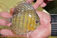 画像4: 【30周年記念セール対象個体】【ワイルドディスカス】【通販】【５年ぶりの入荷】ラーゴタンバッキースーパーロイヤル　ヤングスター【個体販売】11cm（生体）ラーゴタンバッキー産 (4)