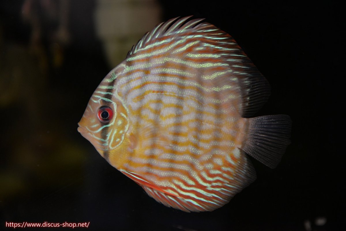 画像1: 【30周年記念セール対象個体】【ワイルドディスカス】【通販】【５年ぶりの入荷】ラーゴタンバッキースーパーロイヤル　ヤングスター【個体販売】11cm（生体）ラーゴタンバッキー産 (1)