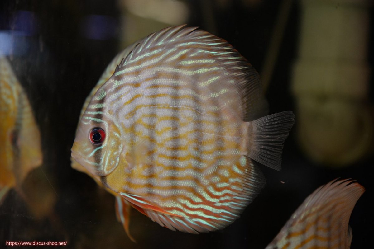 画像2: 【30周年記念セール対象個体】【ワイルドディスカス】【通販】【５年ぶりの入荷】ラーゴタンバッキースーパーロイヤル　ヤングスター【個体販売】11cm（生体）ラーゴタンバッキー産 (2)