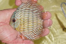 画像3: 【30周年記念セール対象個体】【ワイルドディスカス】【通販】【５年ぶりの入荷】ラーゴタンバッキースーパーロイヤル　ヤングスター【個体販売】11cm（生体）ラーゴタンバッキー産 (3)