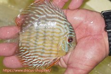 画像4: 【30周年記念セール対象個体】【ワイルドディスカス】【通販】【５年ぶりの入荷】ラーゴタンバッキースーパーロイヤル　ヤングスター【個体販売】11cm（生体）ラーゴタンバッキー産 (4)