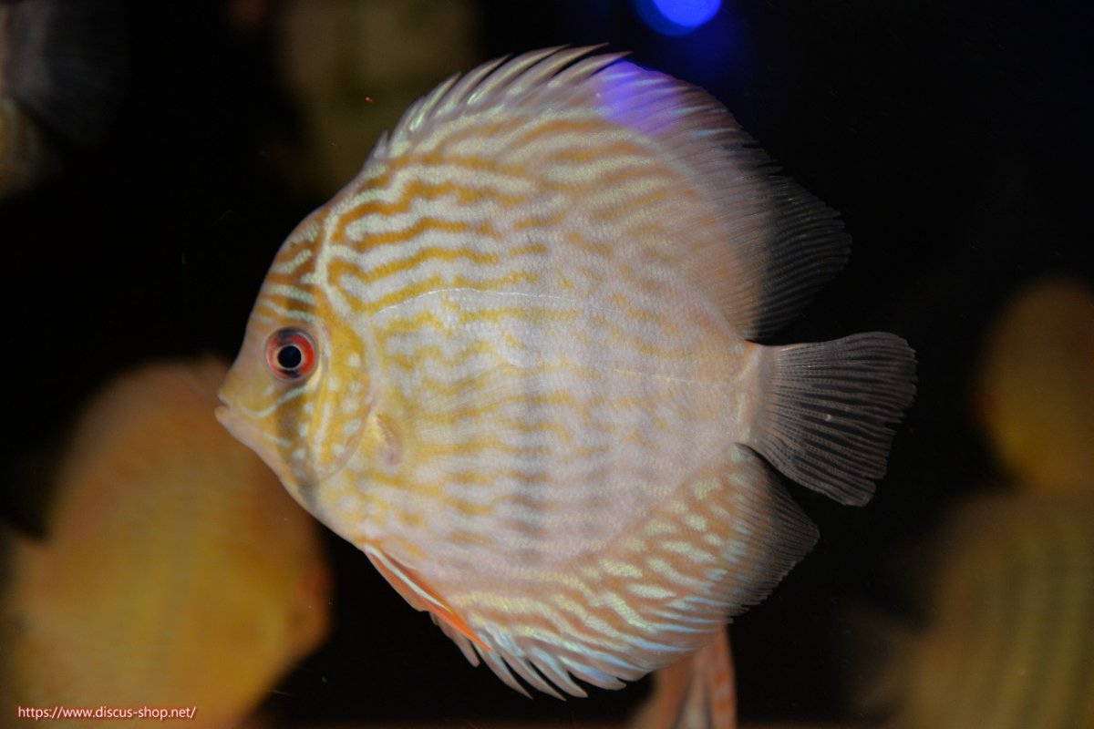 画像1: 【30周年記念セール対象個体】【ワイルドディスカス】【通販】【５年ぶりの入荷】ラーゴタンバッキースーパーロイヤル　ヤングスター【個体販売】11cm（生体）ラーゴタンバッキー産 (1)