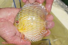 画像1: 【ワイルドディスカス】【通販】【５年ぶりの入荷】ラーゴタンバッキースーパーロイヤル　ヤングスター【個体販売】11cm（生体）ラーゴタンバッキー産 (1)