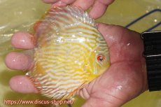 画像3: 【30周年記念セール対象個体】【ワイルドディスカス】【通販】【５年ぶりの入荷】ラーゴタンバッキースーパーロイヤル　ヤングスター【個体販売】11cm（生体）ラーゴタンバッキー産 (3)
