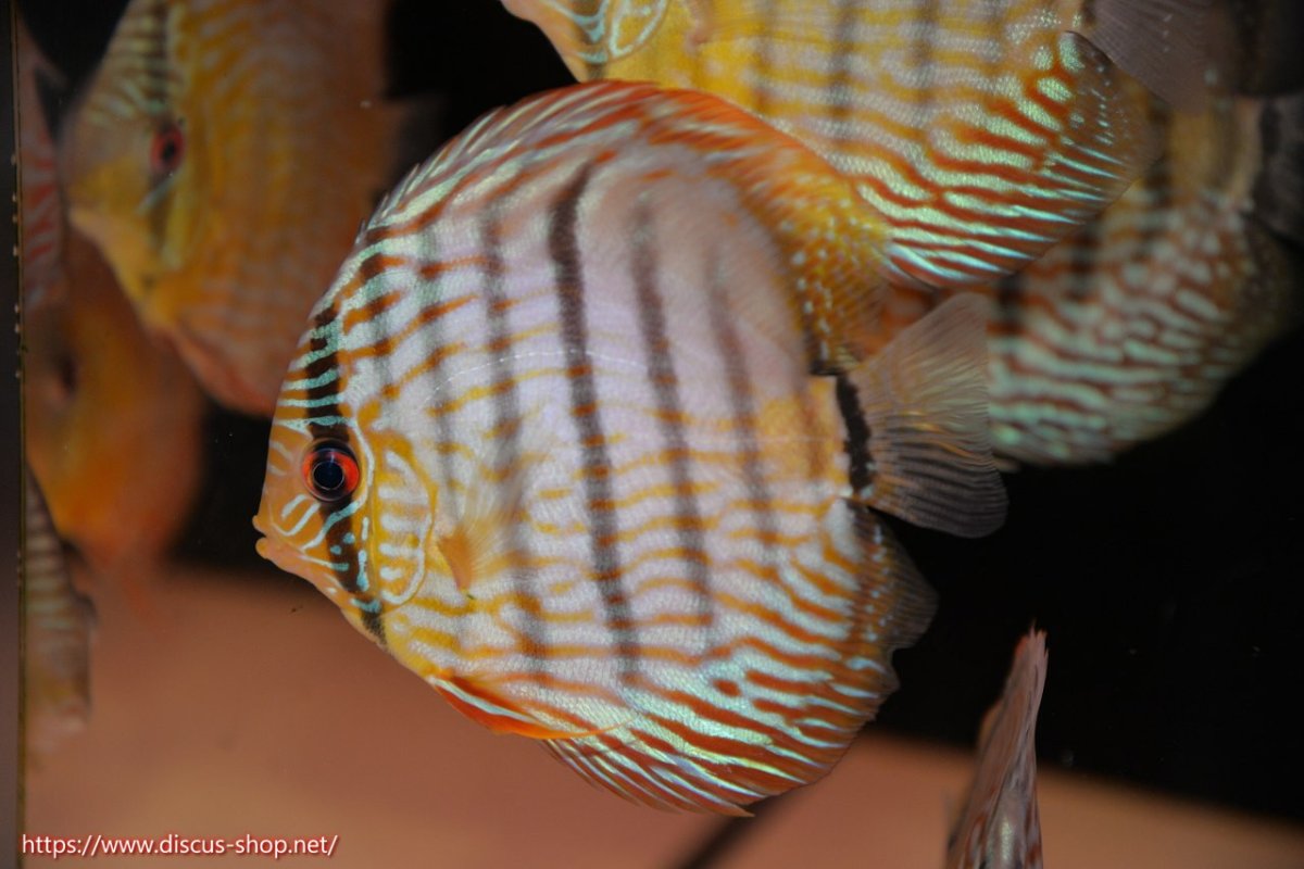 画像1: 【30周年記念セール対象個体】【ワイルドディスカス】【通販】【５年ぶりの入荷】ラーゴタンバッキースーパーロイヤル　ヤングスター【個体販売】11cm（生体）ラーゴタンバッキー産 (1)