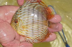 画像1: 【ワイルドディスカス】【通販】【５年ぶりの入荷】ラーゴタンバッキースーパーロイヤル　ヤングスター【個体販売】11cm（生体）ラーゴタンバッキー産 (1)