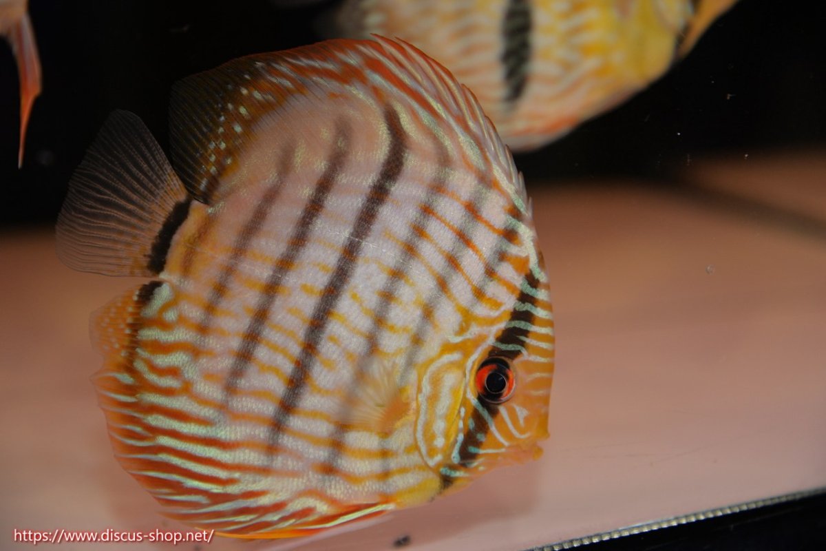 画像2: 【30周年記念セール対象個体】【ワイルドディスカス】【通販】【５年ぶりの入荷】ラーゴタンバッキースーパーロイヤル　ヤングスター【個体販売】11cm（生体）ラーゴタンバッキー産 (2)