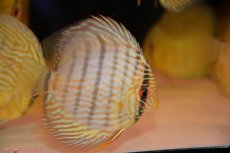 画像3: 【30周年記念セール対象個体】【ワイルドディスカス】【通販】【５年ぶりの入荷】ラーゴタンバッキースーパーロイヤル　ヤングスター【個体販売】11cm（生体）ラーゴタンバッキー産 (3)