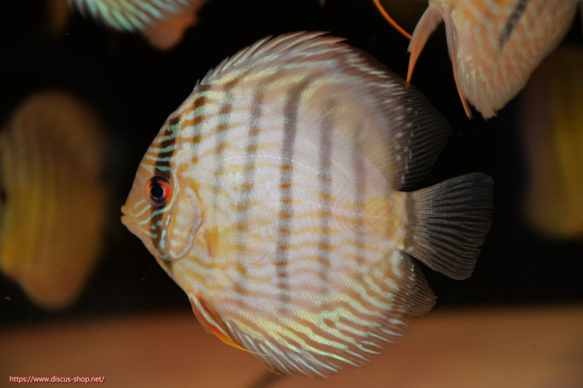 画像4: 【30周年記念セール対象個体】【ワイルドディスカス】【通販】【５年ぶりの入荷】ラーゴタンバッキースーパーロイヤル　ヤングスター【個体販売】11cm（生体）ラーゴタンバッキー産 (4)