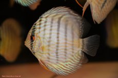 画像4: 【30周年記念セール対象個体】【ワイルドディスカス】【通販】【５年ぶりの入荷】ラーゴタンバッキースーパーロイヤル　ヤングスター【個体販売】11cm（生体）ラーゴタンバッキー産 (4)