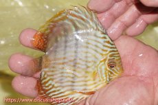 画像6: 【30周年記念セール対象個体】【ワイルドディスカス】【通販】【５年ぶりの入荷】ラーゴタンバッキースーパーロイヤル　ヤングスター【個体販売】11cm（生体）ラーゴタンバッキー産 (6)