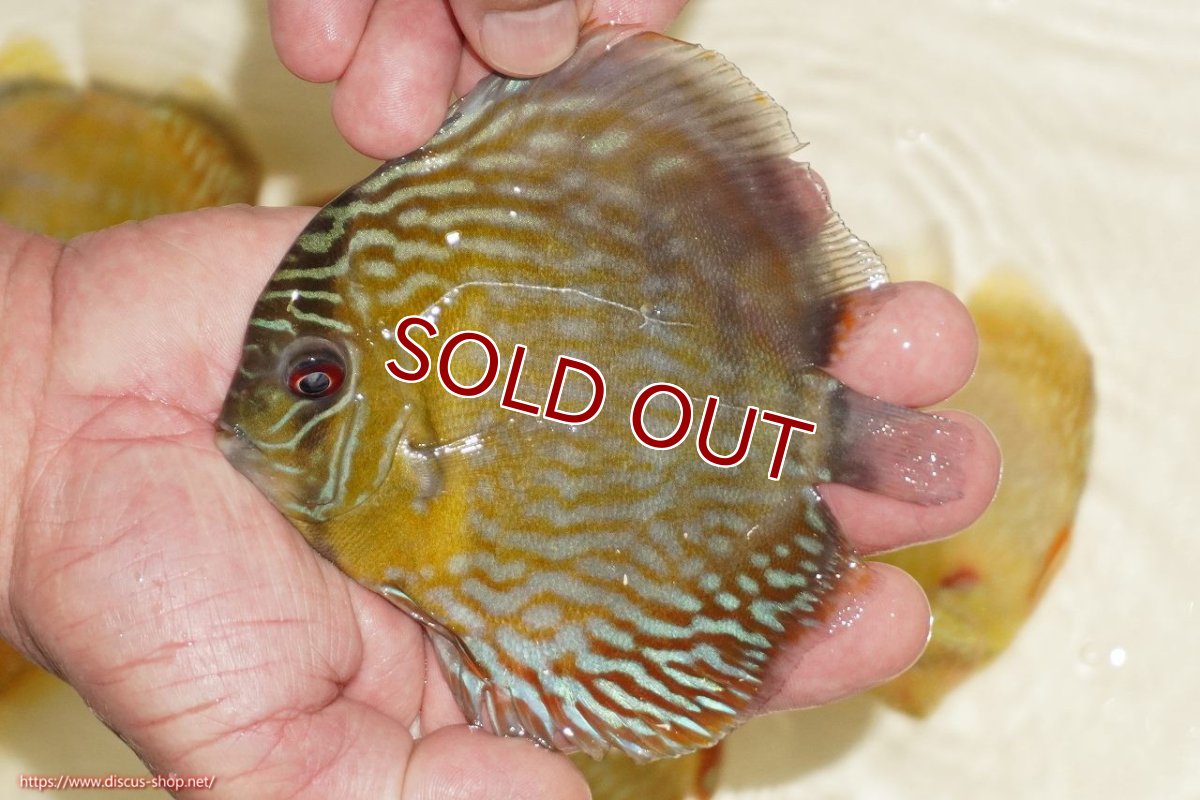 画像1: 【ワイルドディスカス】【通販】【５年ぶりの入荷】ラーゴタンバッキーロイヤル　ヤングスター【個体販売】10-11cm（生体）ラーゴタンバッキー産 (1)