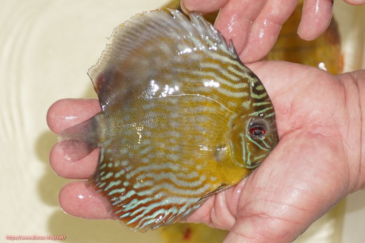 画像2: 【ワイルドディスカス】【通販】【５年ぶりの入荷】ラーゴタンバッキーロイヤル　ヤングスター【個体販売】10-11cm（生体）ラーゴタンバッキー産 (2)