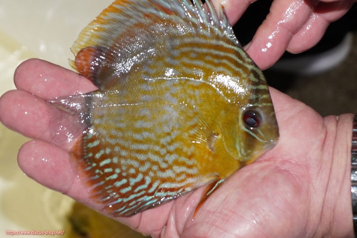 画像2: 【ワイルドディスカス】【通販】【５年ぶりの入荷】ラーゴタンバッキーロイヤル　ヤングスター【個体販売】10-11cm（生体）ラーゴタンバッキー産 (2)