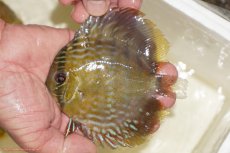 画像1: 【ワイルドディスカス】【通販】【５年ぶりの入荷】ラーゴタンバッキーロイヤル　ヤングスター【個体販売】10-11cm（生体）ラーゴタンバッキー産 (1)