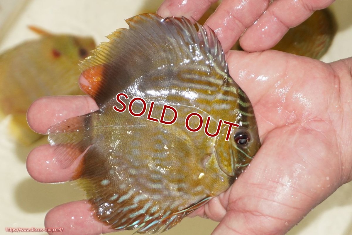 画像2: 【30周年記念セール対象個体】【ワイルドディスカス】【通販】【５年ぶりの入荷】ラーゴタンバッキーロイヤル　ヤングスター【個体販売】10-11cm（生体）ラーゴタンバッキー産 (2)