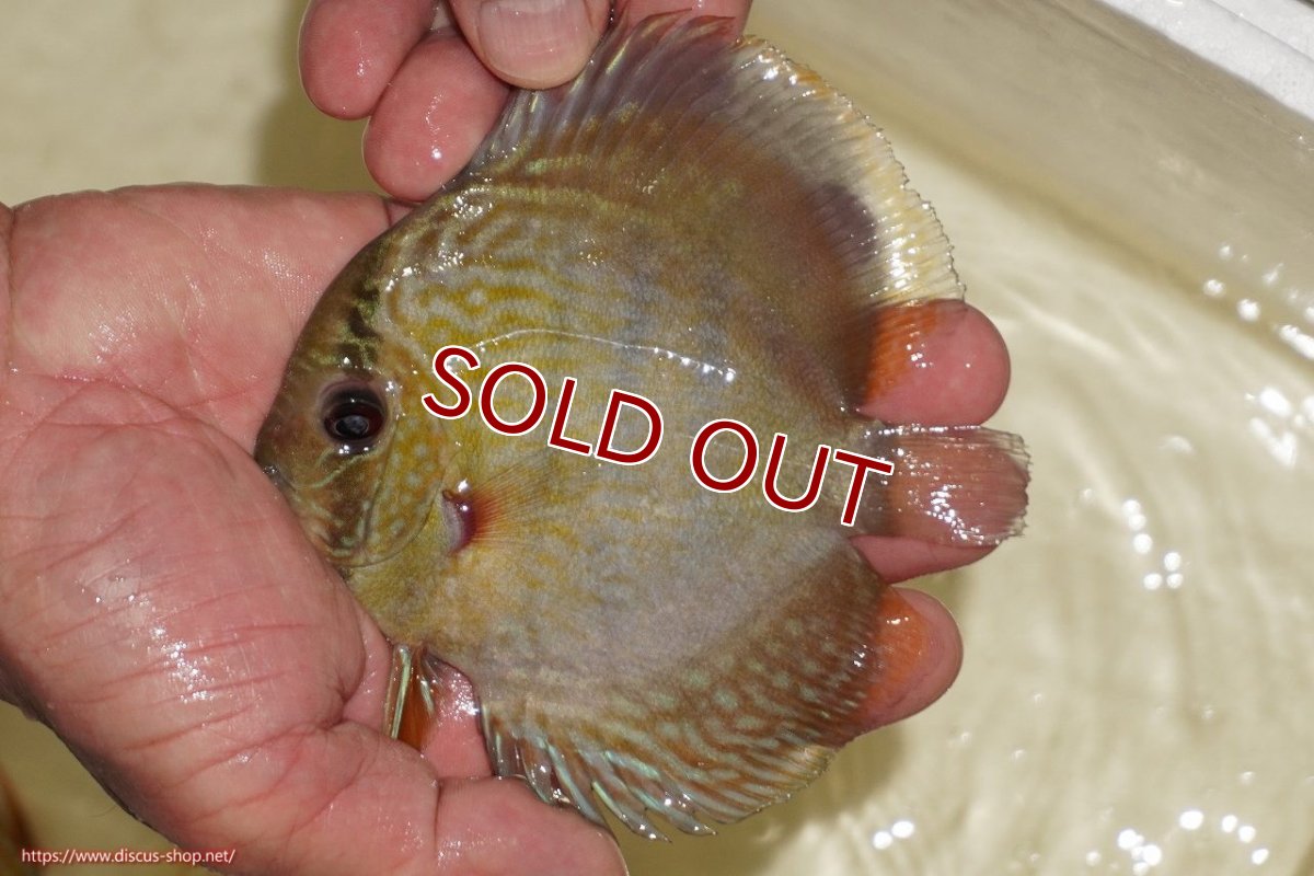 画像1: 【ワイルドディスカス】【通販】【５年ぶりの入荷】ラーゴタンバッキーロイヤル　ヤングスター【個体販売】10-11cm（生体）ラーゴタンバッキー産 (1)