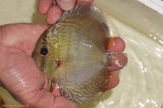 画像1: 【ワイルドディスカス】【通販】【５年ぶりの入荷】ラーゴタンバッキーロイヤル　ヤングスター【個体販売】10-11cm（生体）ラーゴタンバッキー産 (1)