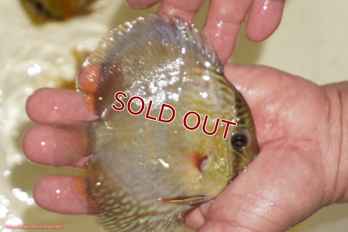画像2: 【ワイルドディスカス】【通販】【５年ぶりの入荷】ラーゴタンバッキーロイヤル　ヤングスター【個体販売】10-11cm（生体）ラーゴタンバッキー産 (2)