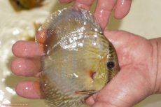 画像2: 【ワイルドディスカス】【通販】【５年ぶりの入荷】ラーゴタンバッキーロイヤル　ヤングスター【個体販売】10-11cm（生体）ラーゴタンバッキー産 (2)