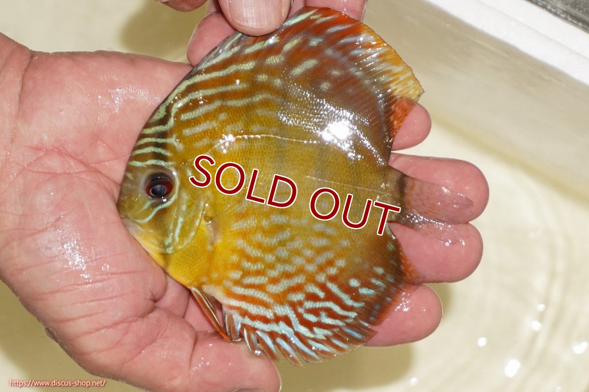 画像1: 【ワイルドディスカス】【通販】【５年ぶりの入荷】ラーゴタンバッキーロイヤル　ヤングスター【個体販売】10-11cm（生体）ラーゴタンバッキー産 (1)