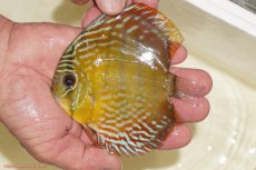 画像1: 【ワイルドディスカス】【通販】【５年ぶりの入荷】ラーゴタンバッキーロイヤル　ヤングスター【個体販売】10-11cm（生体）ラーゴタンバッキー産 (1)