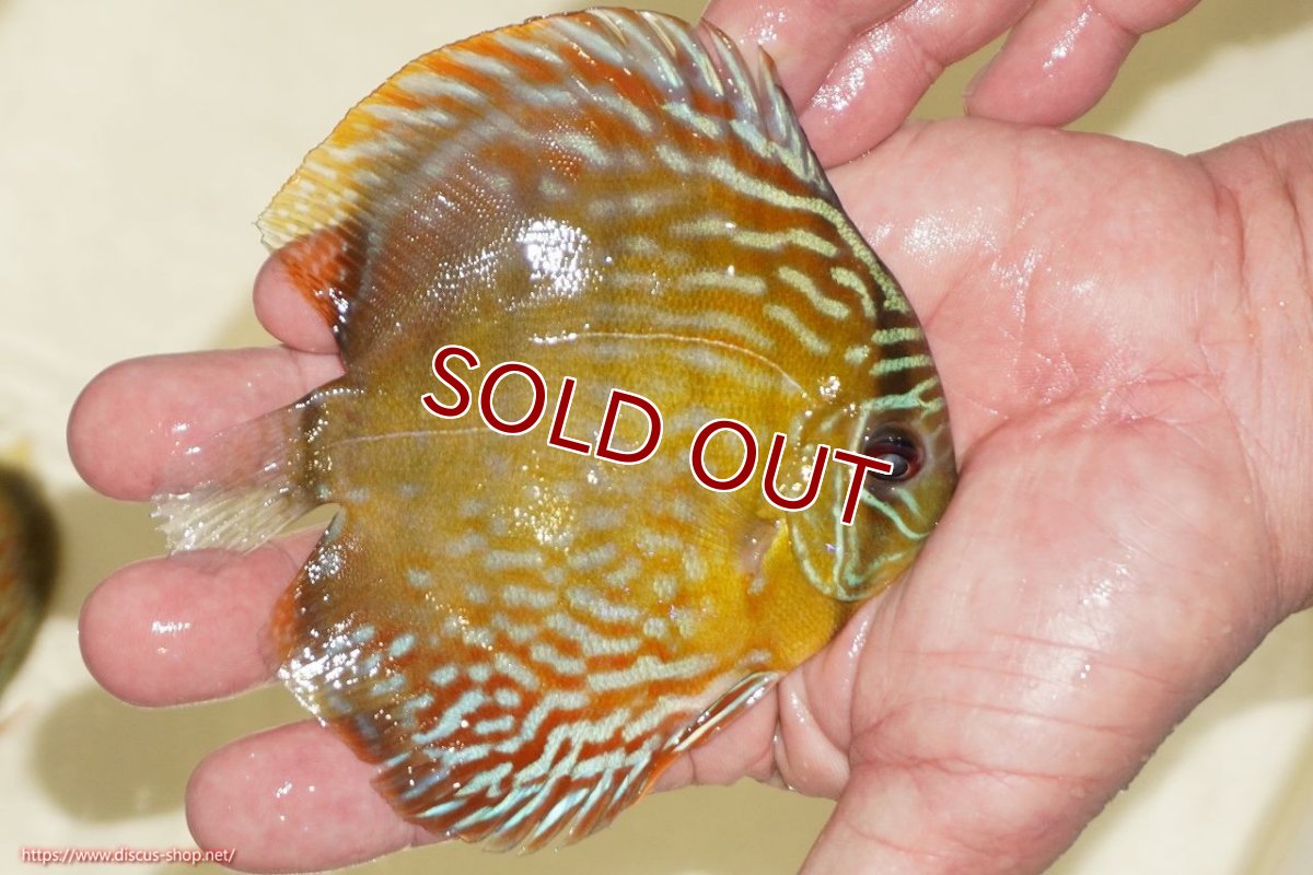 画像2: 【ワイルドディスカス】【通販】【５年ぶりの入荷】ラーゴタンバッキーロイヤル　ヤングスター【個体販売】10-11cm（生体）ラーゴタンバッキー産 (2)