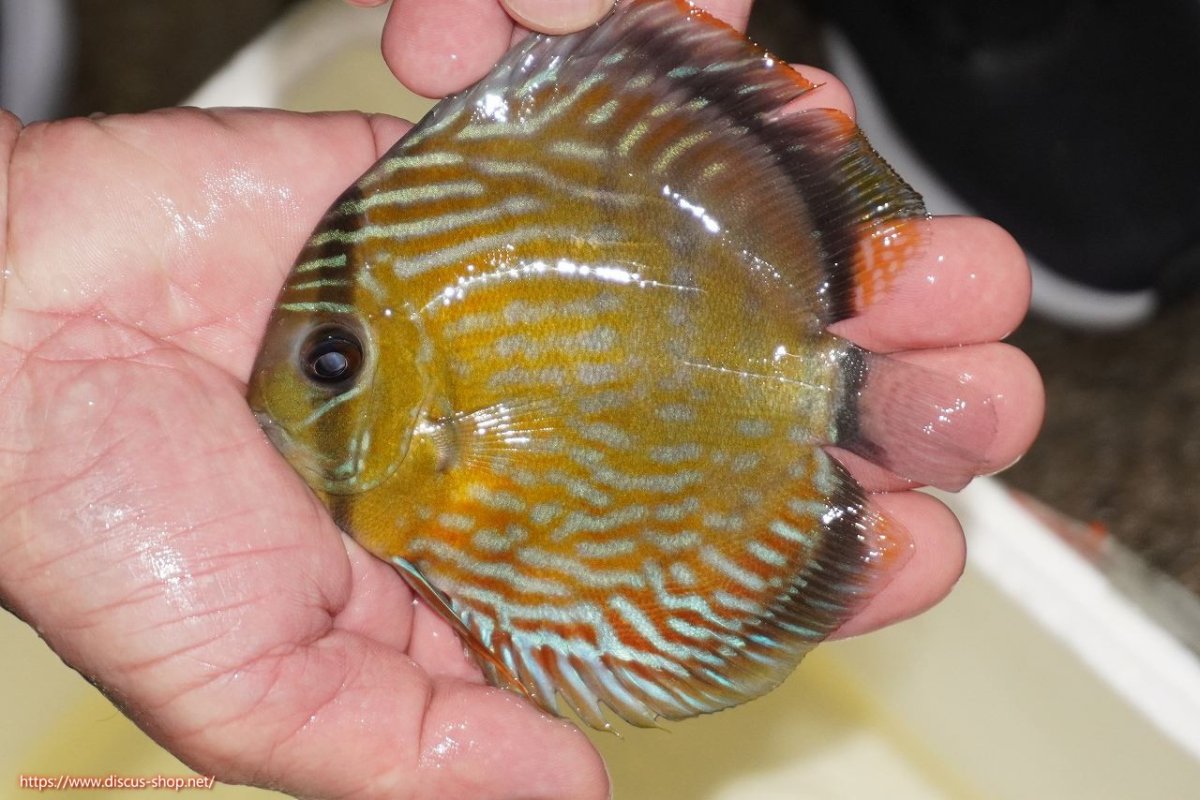 画像1: 【ワイルドディスカス】【通販】【５年ぶりの入荷】ラーゴタンバッキーロイヤル　ヤングスター（オレンジ目）【個体販売】10-11cm（生体）ラーゴタンバッキー産 (1)