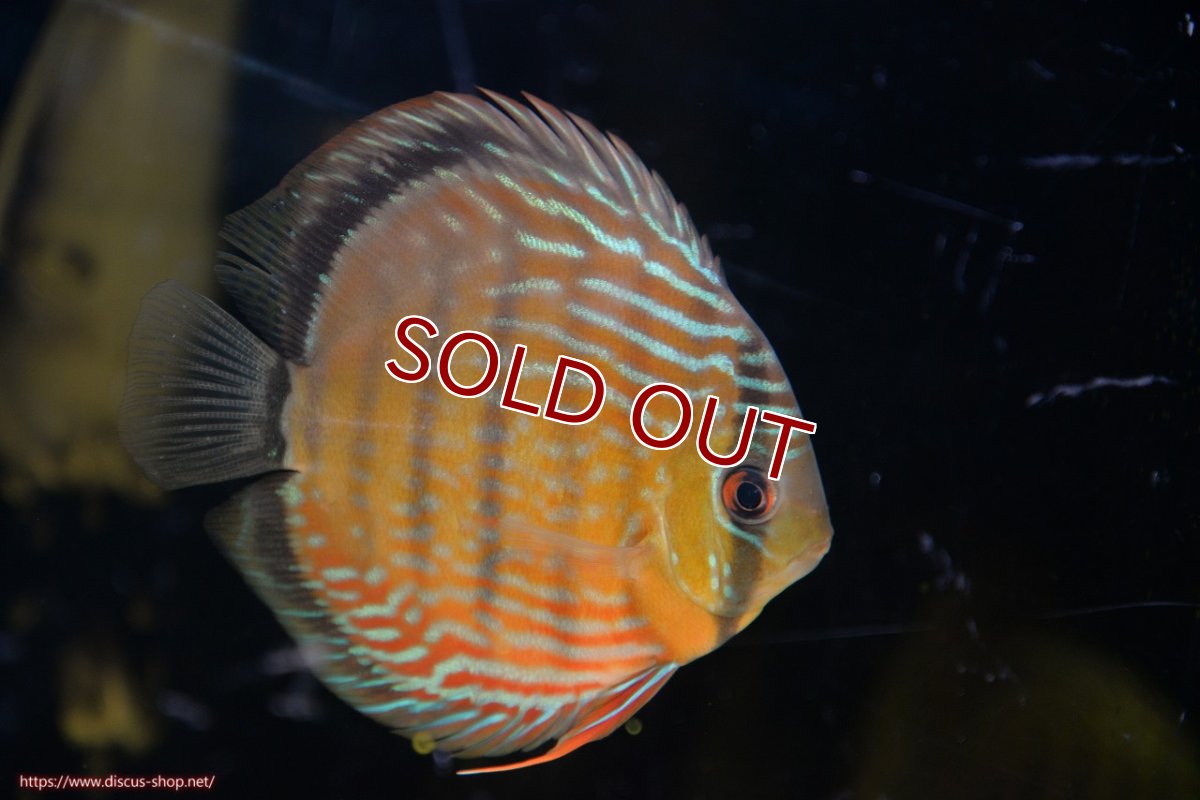 画像1: 【ワイルドディスカス】【通販】【５年ぶりの入荷】ラーゴタンバッキーロイヤル　ヤングスター（オレンジ目）【個体販売】10-11cm（生体）ラーゴタンバッキー産 (1)