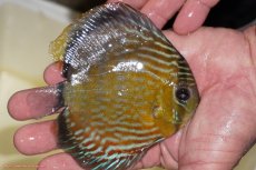 画像2: 【ワイルドディスカス】【通販】【５年ぶりの入荷】ラーゴタンバッキーロイヤル　ヤングスター（オレンジ目）【個体販売】10-11cm（生体）ラーゴタンバッキー産 (2)