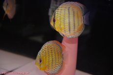 画像1: 【30周年記念セール対象個体】【ワイルドディスカス】【通販】【５年ぶりの入荷】ラーゴタンバッキースーパーロイヤル【個体ペア販売】14-15cm（生体）ラーゴタンバッキー産 (1)