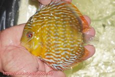 画像3: 【30周年記念セール対象個体】【ワイルドディスカス】【通販】【５年ぶりの入荷】ラーゴタンバッキースーパーロイヤル【個体ペア販売】14-15cm（生体）ラーゴタンバッキー産 (3)