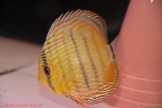 画像5: 【30周年記念セール対象個体】【ワイルドディスカス】【通販】【５年ぶりの入荷】ラーゴタンバッキースーパーロイヤル【個体ペア販売】14-15cm（生体）ラーゴタンバッキー産 (5)