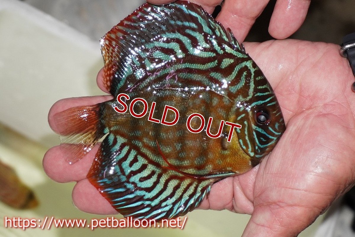 画像2: 【ワイルドディスカス】【少数入荷】【国産ブリードF1個体】アッパーテフェロイヤルグリーン♂ クロス ロートターキス♀【個体販売】12cm（生体） (2)