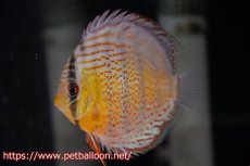 画像1: 【ワイルドディスカス】【通販】アッパーテフェ ロイヤルグリーン【個体販売】12-13cm（生体）アッパーテフェ産 (1)
