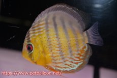 画像1: 【ワイルドディスカス】【通販】アッパーテフェ ロイヤルグリーン【個体販売】12-13cm（生体）アッパーテフェ産 (1)