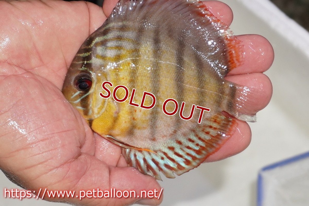 画像1: 【10％OFFクーポン対象個体】【ワイルドディスカス】【通販】【入荷後未掲載個体】アッパーテフェロイヤルグリーン ヤングスター【個体販売】9-10cm（生体）アッパーテフェ産 (1)