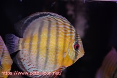 画像1: 【10％OFFクーポン対象個体】【ワイルドディスカス】【通販】【入荷後未掲載個体】アッパーテフェロイヤルグリーン【個体販売】15-16cm（生体）アッパーテフェ産 (1)