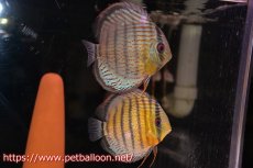 画像1: 【アーリーサマーセール10%OFFクーポン番号（10）対象商品】【ワイルドディスカス】【通販】【希少なワイルドディスカスペア】アッパーテフェスーパーロイヤルグリーン【個体ペア販売】14-15cm（生体）アッパーテフェ産 (1)