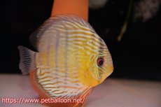 画像5: 【アーリーサマーセール10%OFFクーポン番号（10）対象商品】【ワイルドディスカス】【通販】【希少なワイルドディスカスペア】アッパーテフェスーパーロイヤルグリーン【個体ペア販売】14-15cm（生体）アッパーテフェ産 (5)