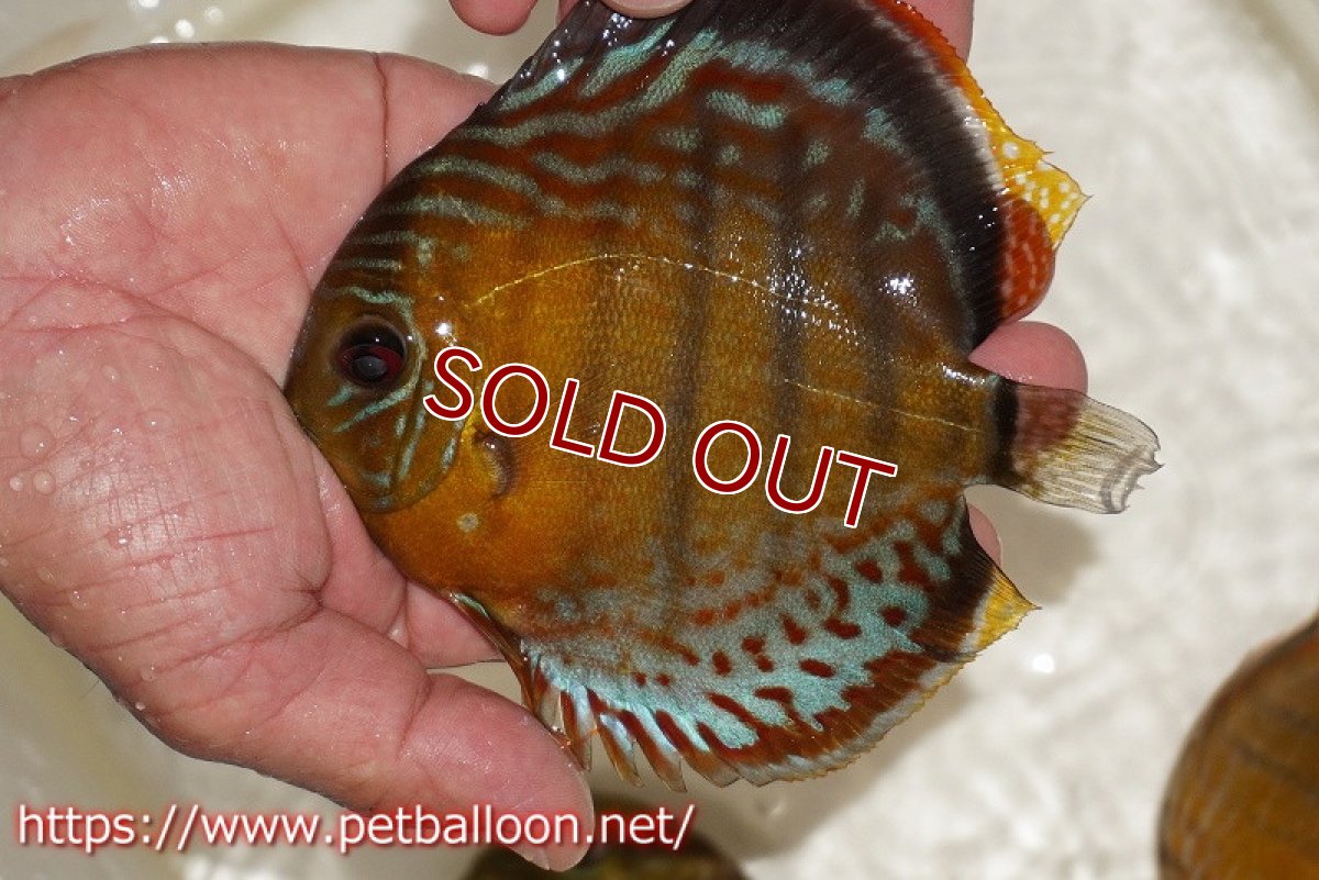画像1: 【サマーセール10%OFFクーポン番号（10）対象商品 】【ワイルドディスカス】【通販】【入荷後未掲載個体】アッパーテフェロイヤルグリーン ヤングスター【個体販売】11-12cm（生体）アッパーテフェ産 (1)